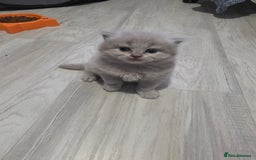 British Shorthair cats for sale: Beautiful GCCF register BSH and BLH - Advert 13