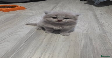 British Shorthair cats Beautiful BSH and BLH - Advert 11