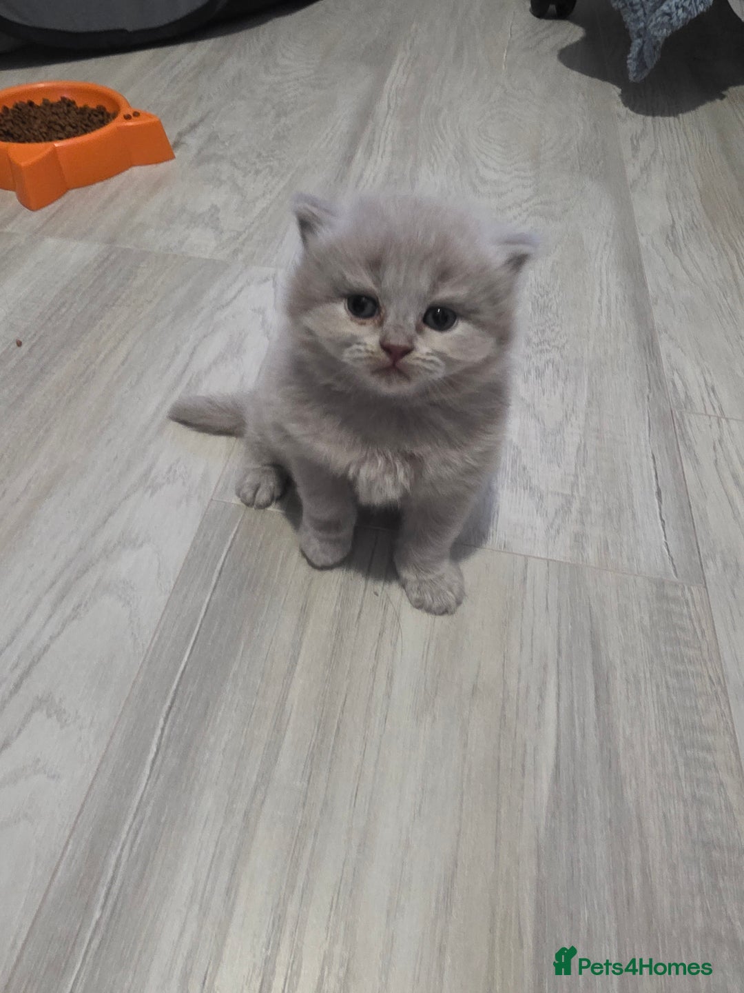 British Shorthair cats for sale: Beautiful GCCF register BSH and BLH - Advert 13