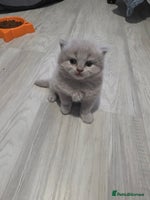 British Shorthair cats Beautiful BSH and BLH - Advert 2