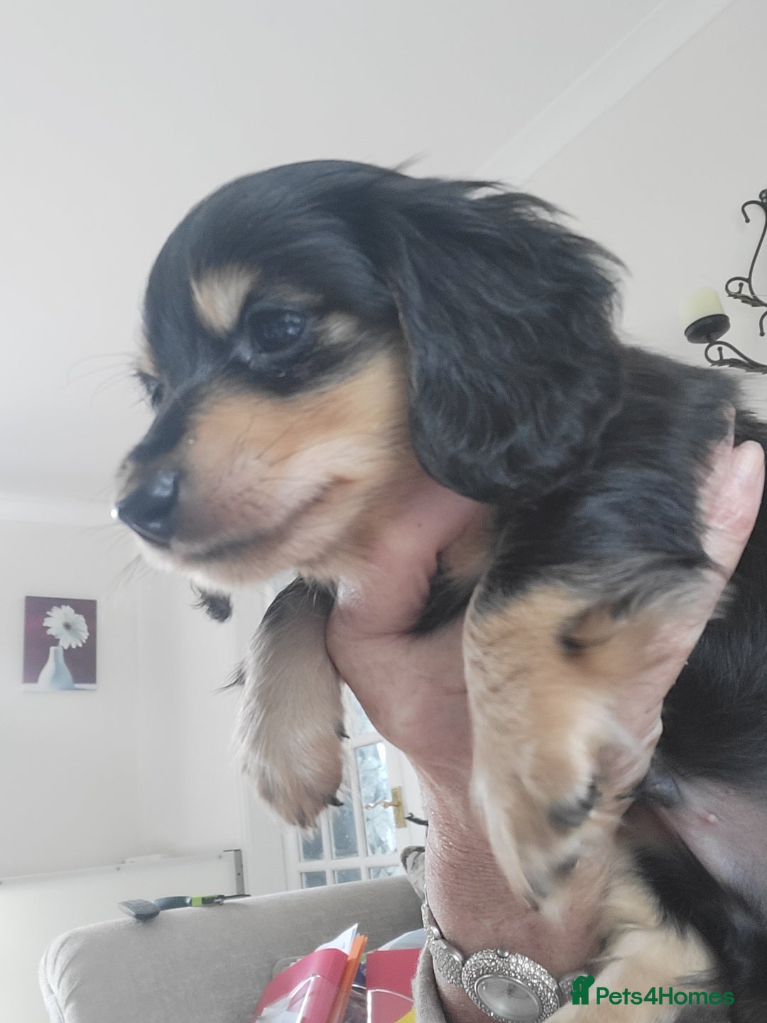 Miniature Dachshund dogs for sale: KC Black and Cream  long haired  - Image 13