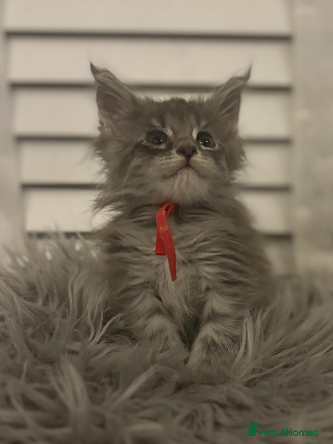 Maine Coon cats for sale: GCCF-Registered Maine Coon Kittens - Advert 14