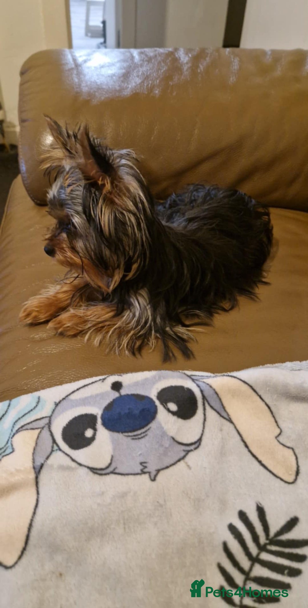 Yorkshire Terrier dogs for sale:  **  Yorkshire Terrier Boys - Advert 3