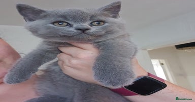 British Shorthair cats - Advert 9