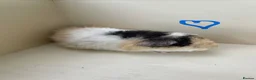 Guinea Pig rodents for sale: Baby Teddy Guinea pigs. Boys & girls  - Advert 2