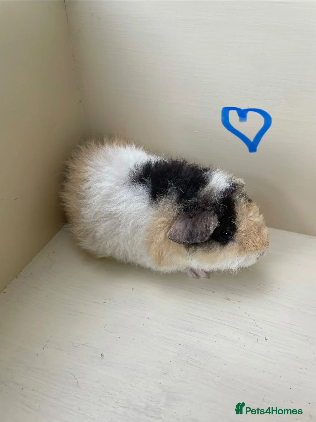 Guinea Pig rodents for sale: Baby Teddy Guinea pigs. Boys & girls  - Advert 2