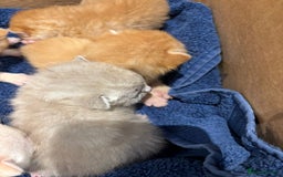 Scottish Fold cats for sale: Scottish Fold kittens for sale - Image 5