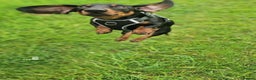 Miniature Dachshund dogs for stud: Miniature Dachshund stud in Pontypridd - Advert 13