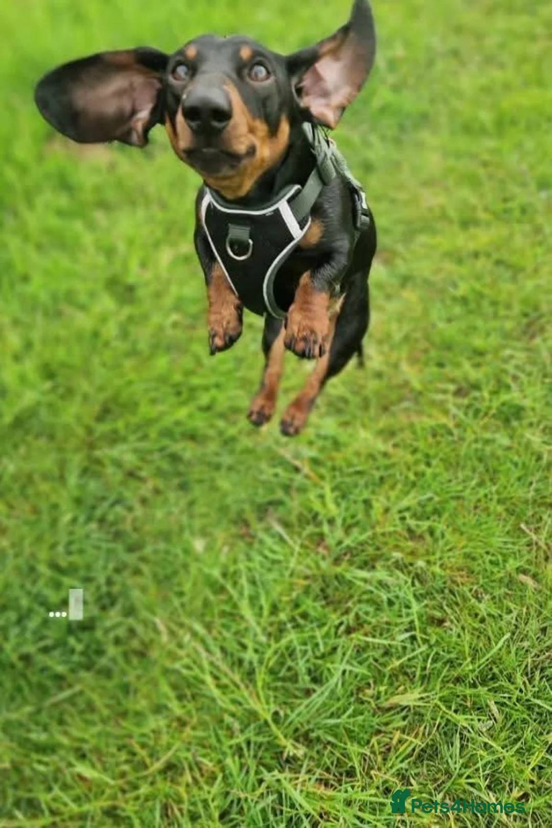Miniature Dachshund dogs for stud: Miniature Dachshund stud in Pontypridd - Advert 13