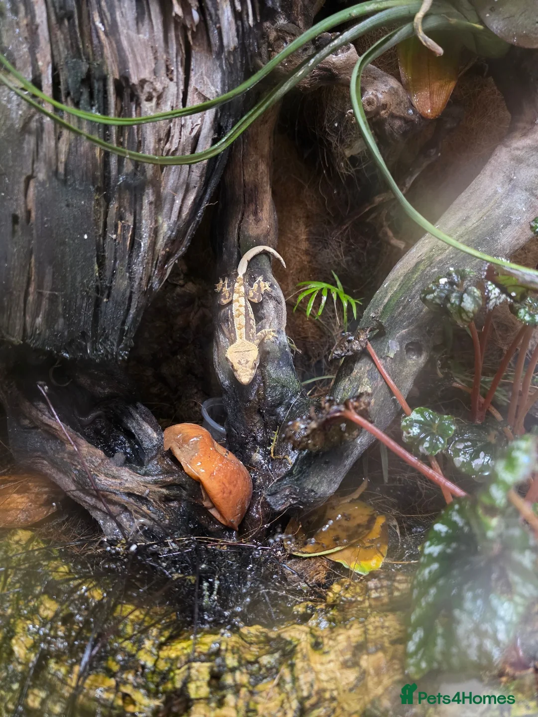 Gecko reptiles for sale: Juvenile Crested Geckos in Runcorn - Advert 1