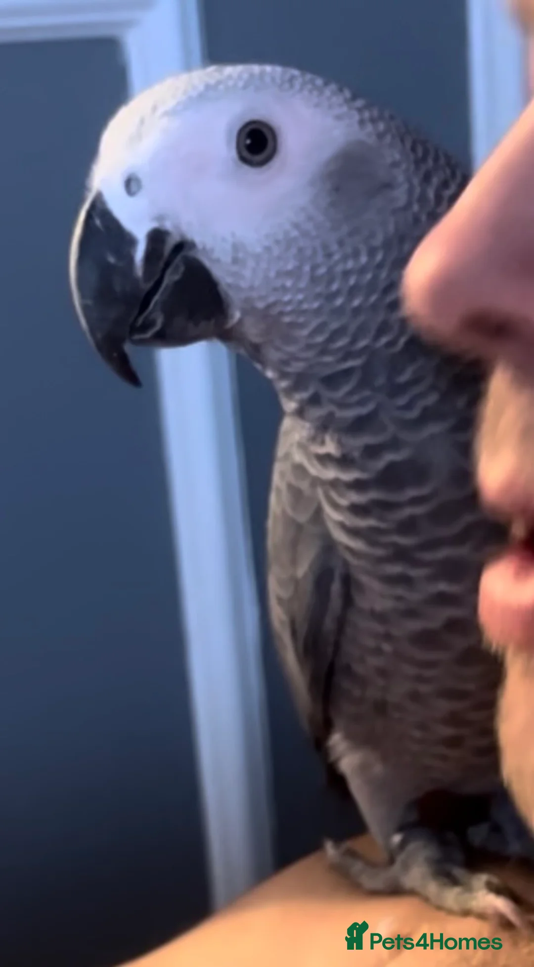 Parrots birds for sale: Male african grey in Stevenage - Advert 2