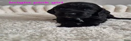 Cocker Spaniel dogs for sale: 8 Beautiful Cocker Spaniels Puppies  - Advert 11