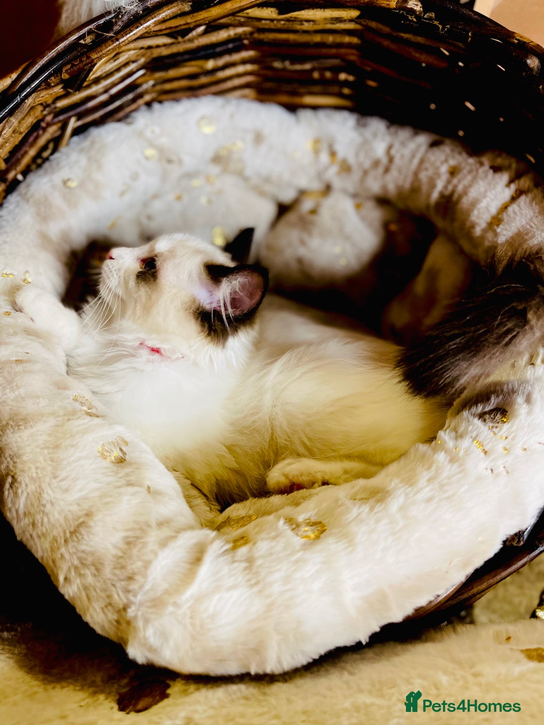 Ragdoll cats for sale: QUALITY GCCF RAGDOLLS KITTENS READY NOW  - Image 24