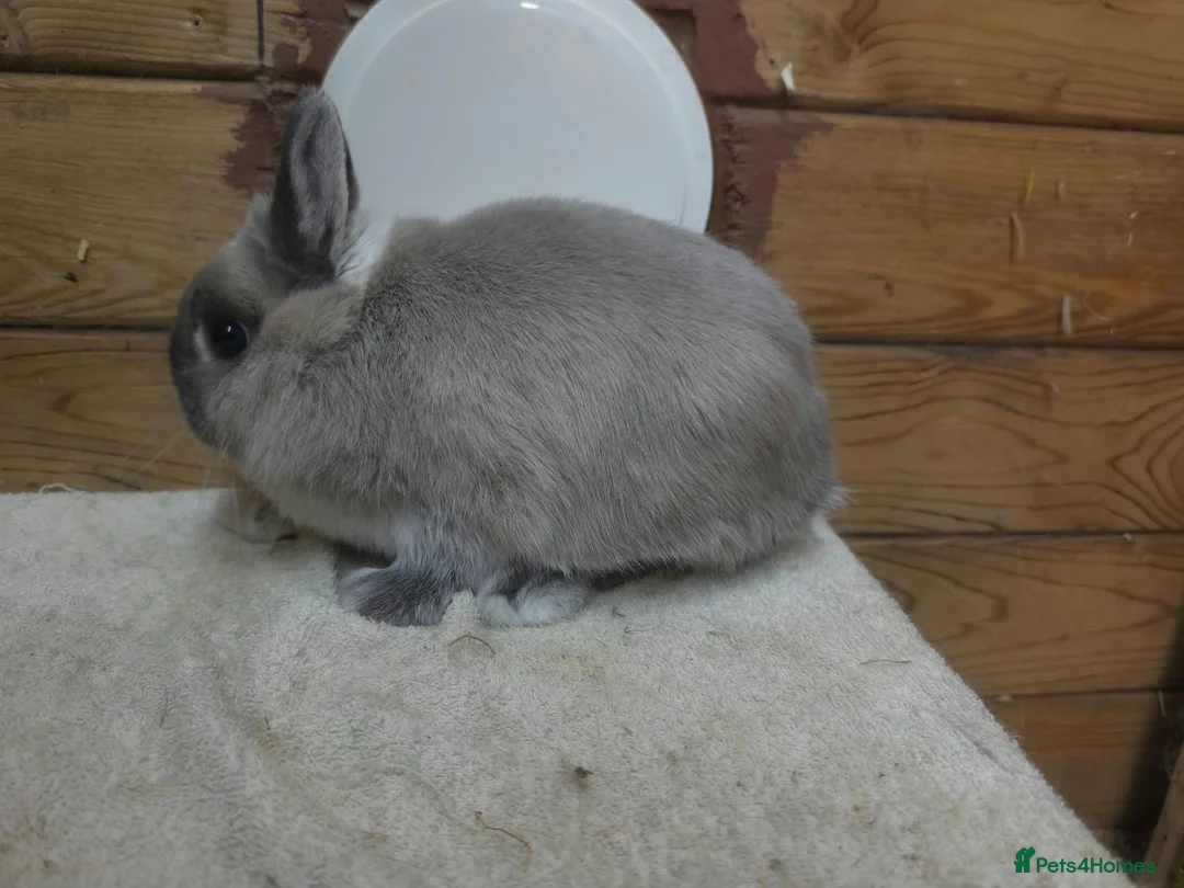 Netherland Dwarf rabbits for sale: Netherland dwarfs  - Advert 2