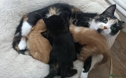 Mixed Breed cats for sale: Sweet kittens for sale - Image 24