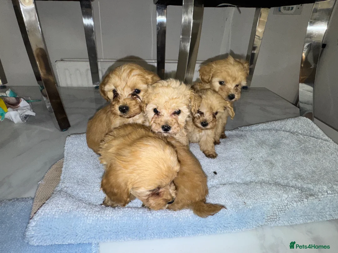 Maltipoo dogs for sale: Multipoo  in Newbury - Advert 2