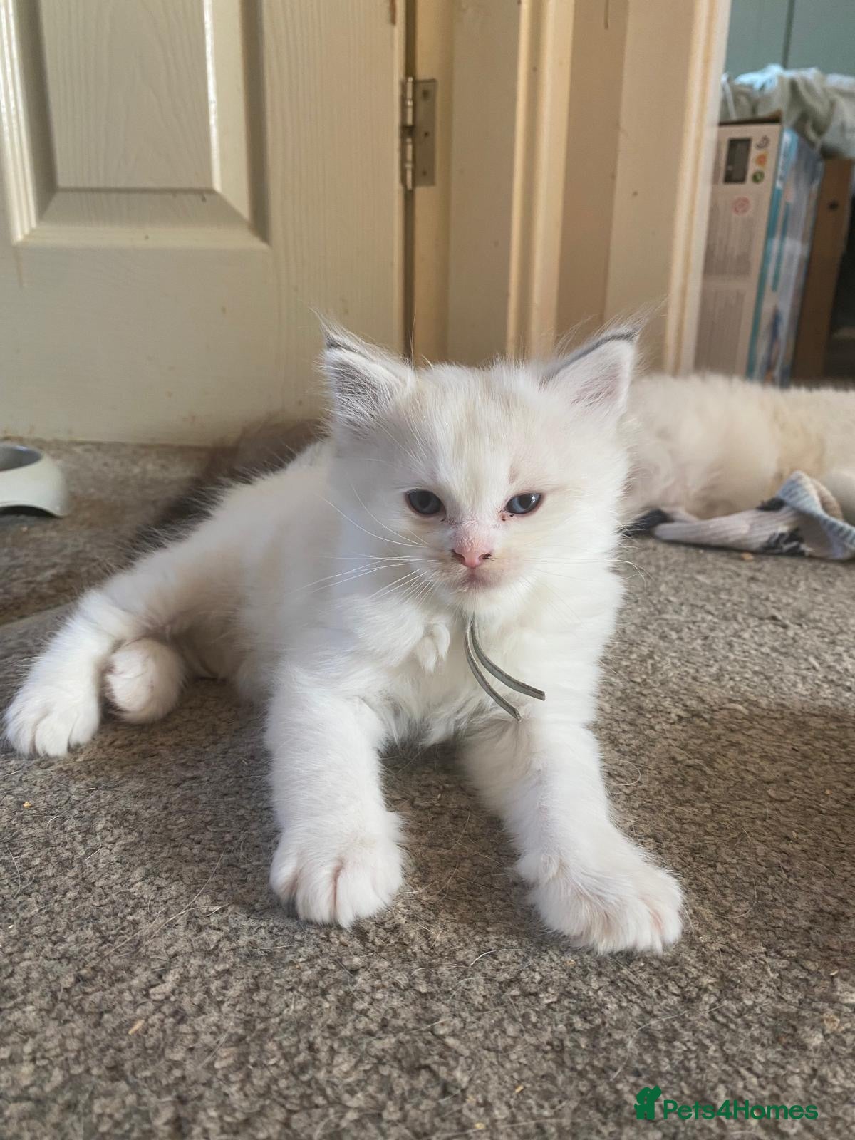 Ragdoll cats Blue lynx bi colour Ragdolls - Advert 8