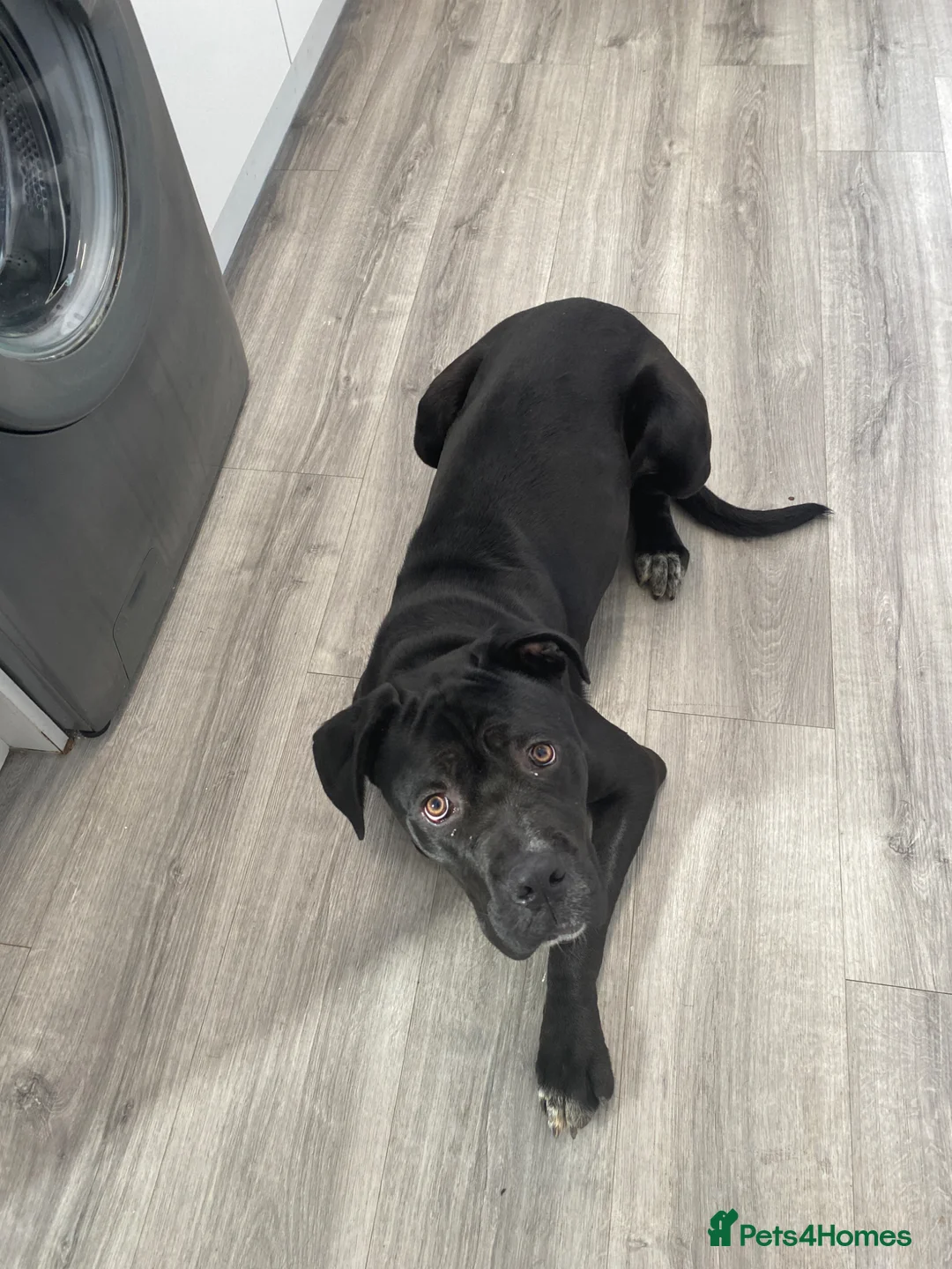 Cane Corso dogs for sale: Puppy - Advert 2