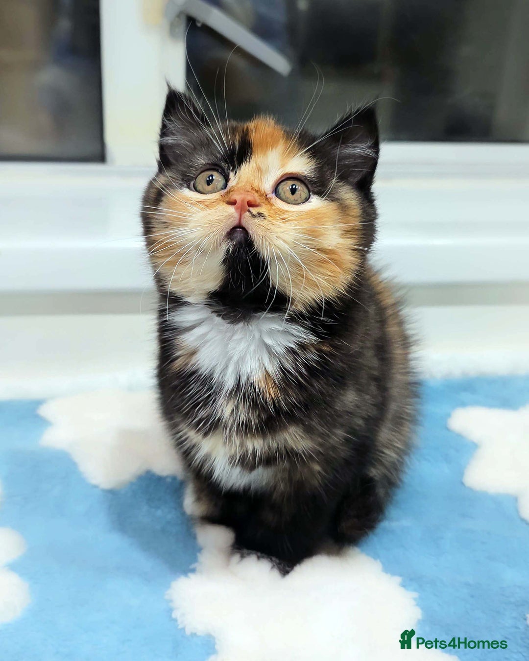 British Shorthair cats for sale: Lovely BSH/BLH Kittens Ready For New Home - Advert 12