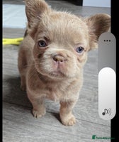 French Bulldog dogs - Advert 7