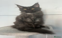 Maine Coon cats for sale: black smoke female  - Image 9