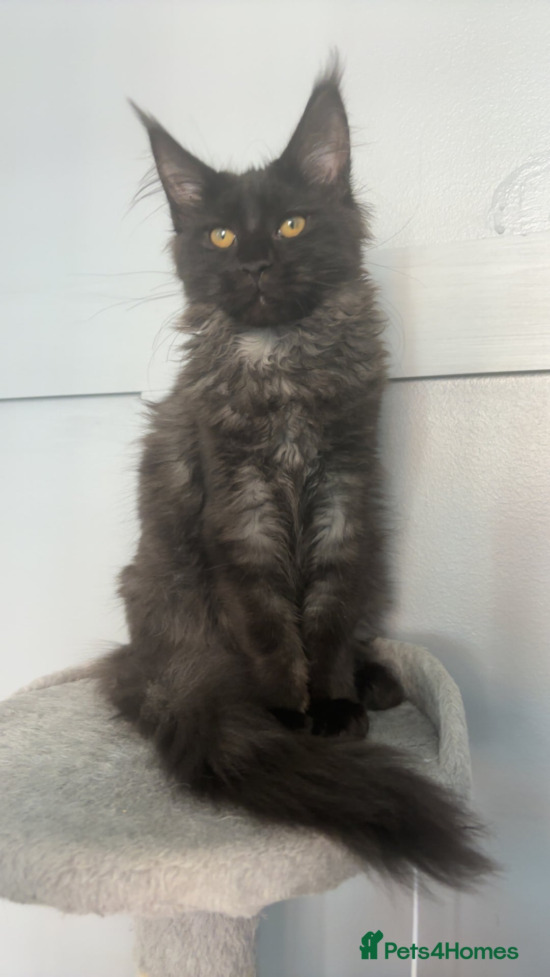 Maine Coon cats for sale: black smoke female  - Image 9