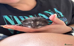 Maine Coon cats for sale: 🐾 Russian Maine Coon Kittens – TICA Registered 🐾 - Image 32