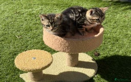 Bengal cats for sale: Bengal Cloud kittens / Maine coon - Image 5