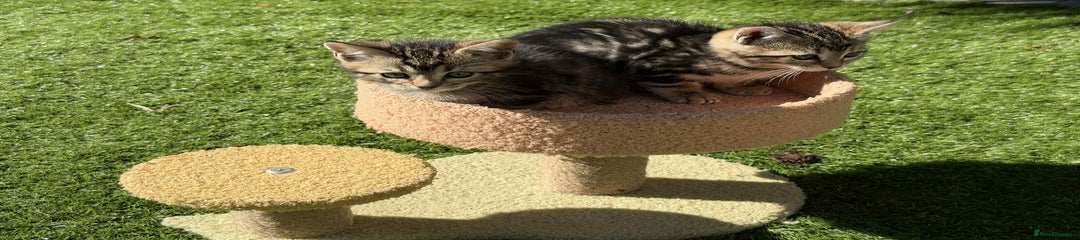 Half Bengal Kitten 2