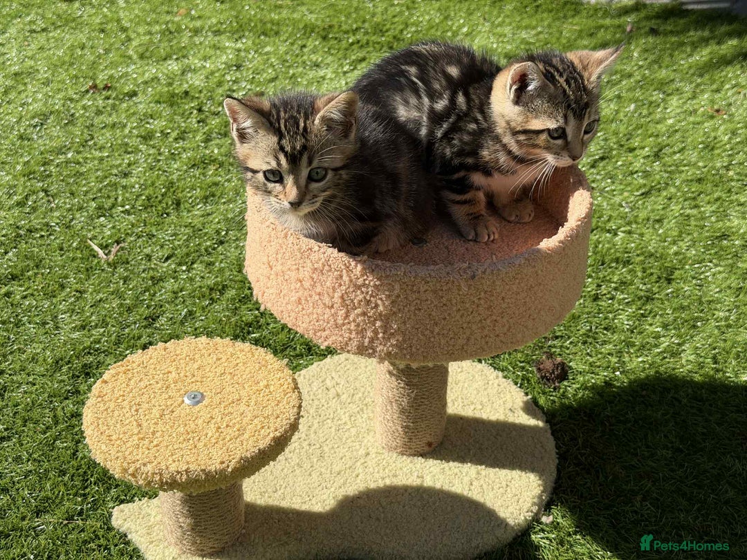 Bengal cats for sale: Bengal Cloud kittens / Maine coon - Image 5