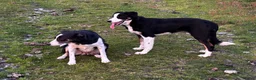 Border Collie dogs for sale: 9 month old male Border Collie  - Advert 10