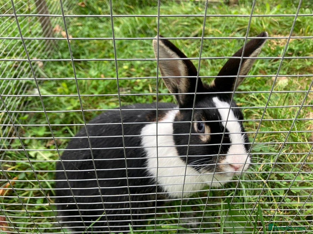 Netherland Dwarf rabbits for sale: Female Netherland Dwarf, 2 years old, vaccinated - Advert 4