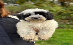 Maltipoo dogs for sale: 🌟LAST 2🌟 Black+White Boy 🐼 Biscuit+White Girl🍪 - Image 3