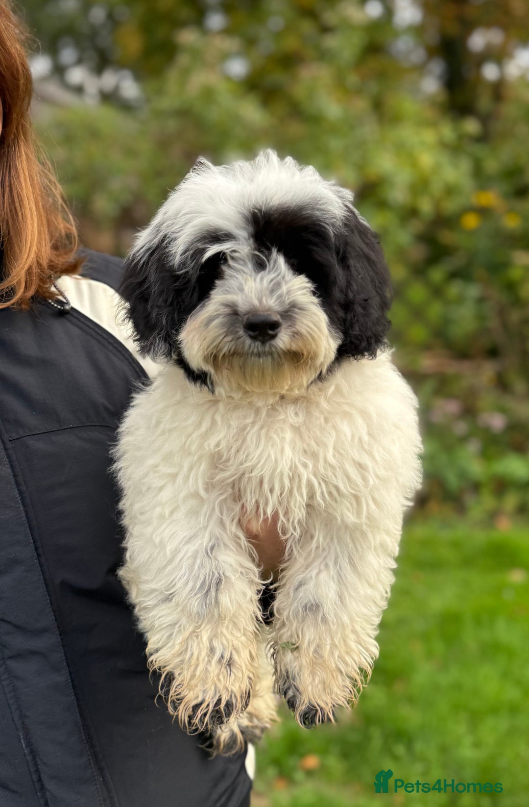 Maltipoo dogs for sale: 🌟LAST 2🌟 Black+White Boy 🐼 Biscuit+White Girl🍪 - Image 3