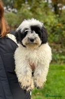 Maltipoo dogs - Advert 11