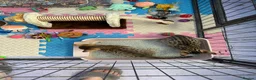 Savannah cats for sale: Savannah F4 girls - Advert 30