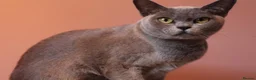 Burmese cats for sale: Beautiful Healthy Burmese  - Advert 3