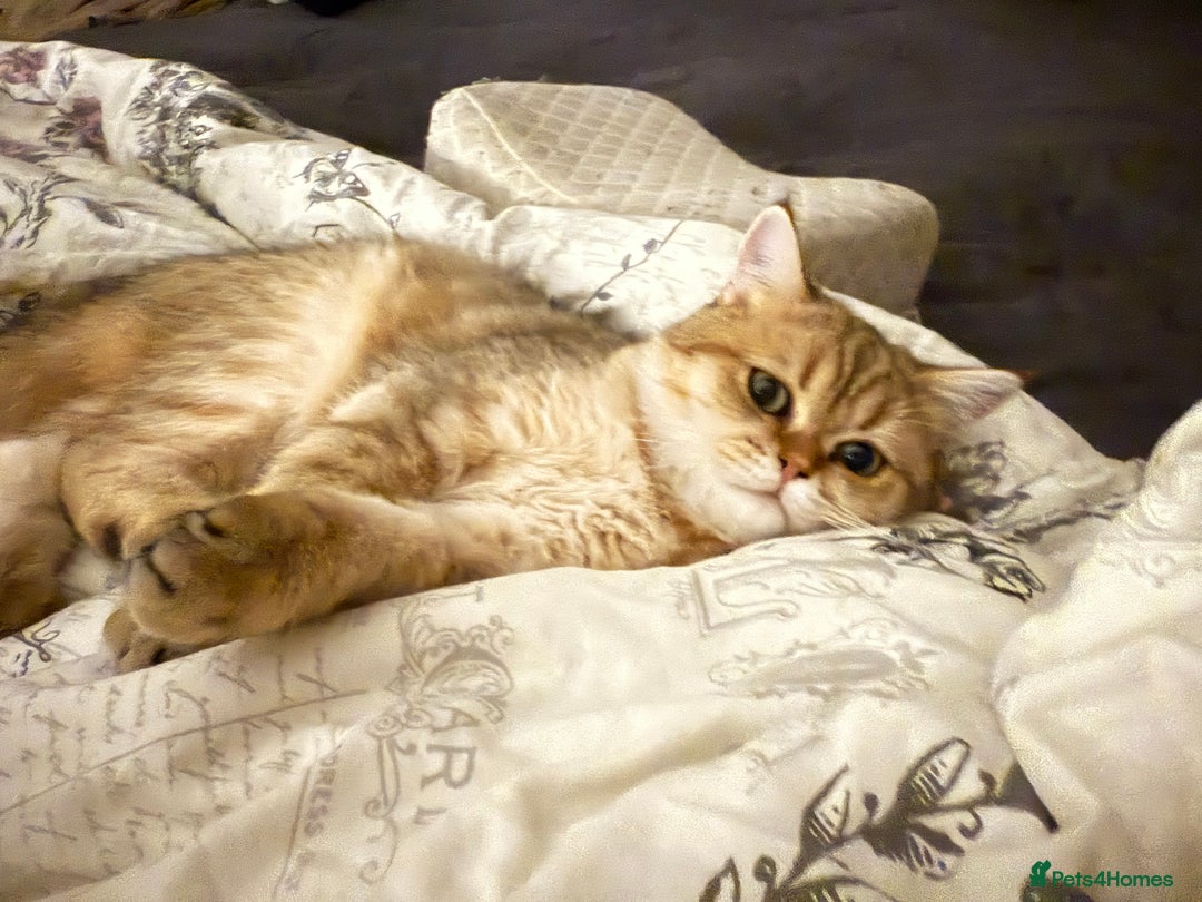 British Shorthair cats for sale: Beloved Simba needs a new home  - Image 2