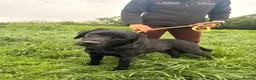 Labrador Retriever dogs for sale: 💙 Beautiful Black Labrador For Sale 💙 in Leyland - Advert 4