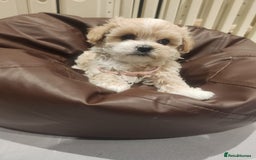 Maltipoo dogs for sale: Maltipoo F1, KC Parents Extensively DNA Clear   - Image 12