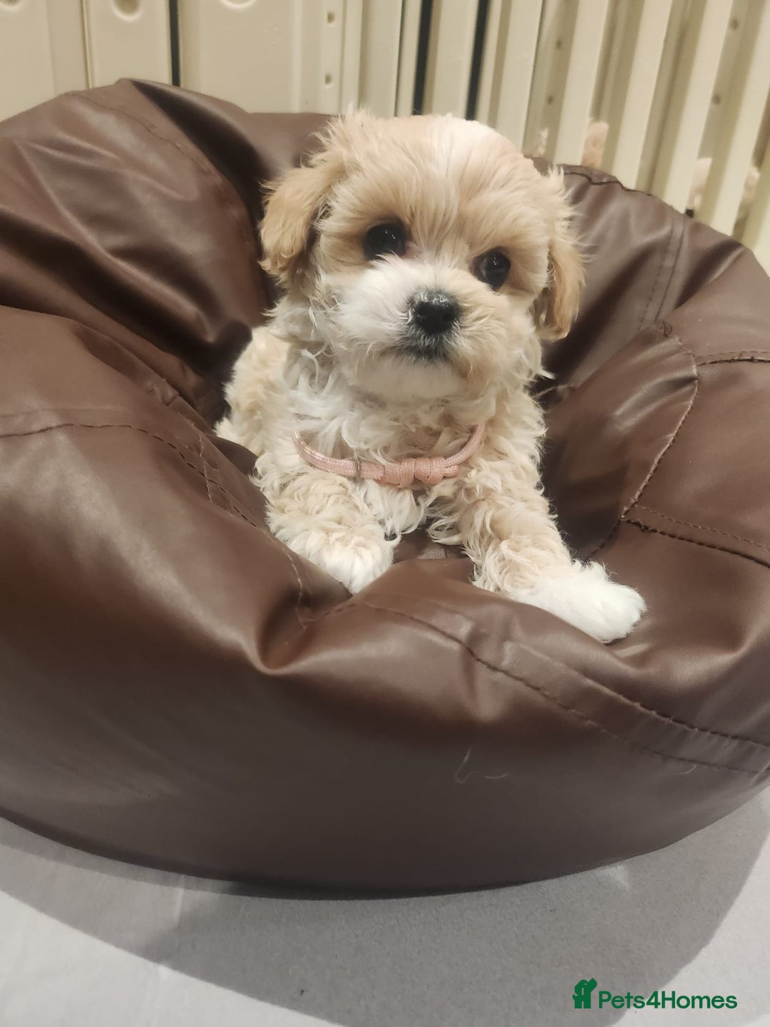 Maltipoo dogs for sale: Maltipoo F1, KC Parents Extensively DNA Clear   - Image 12