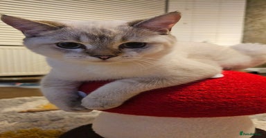 Scottish Fold cats - Advert 16