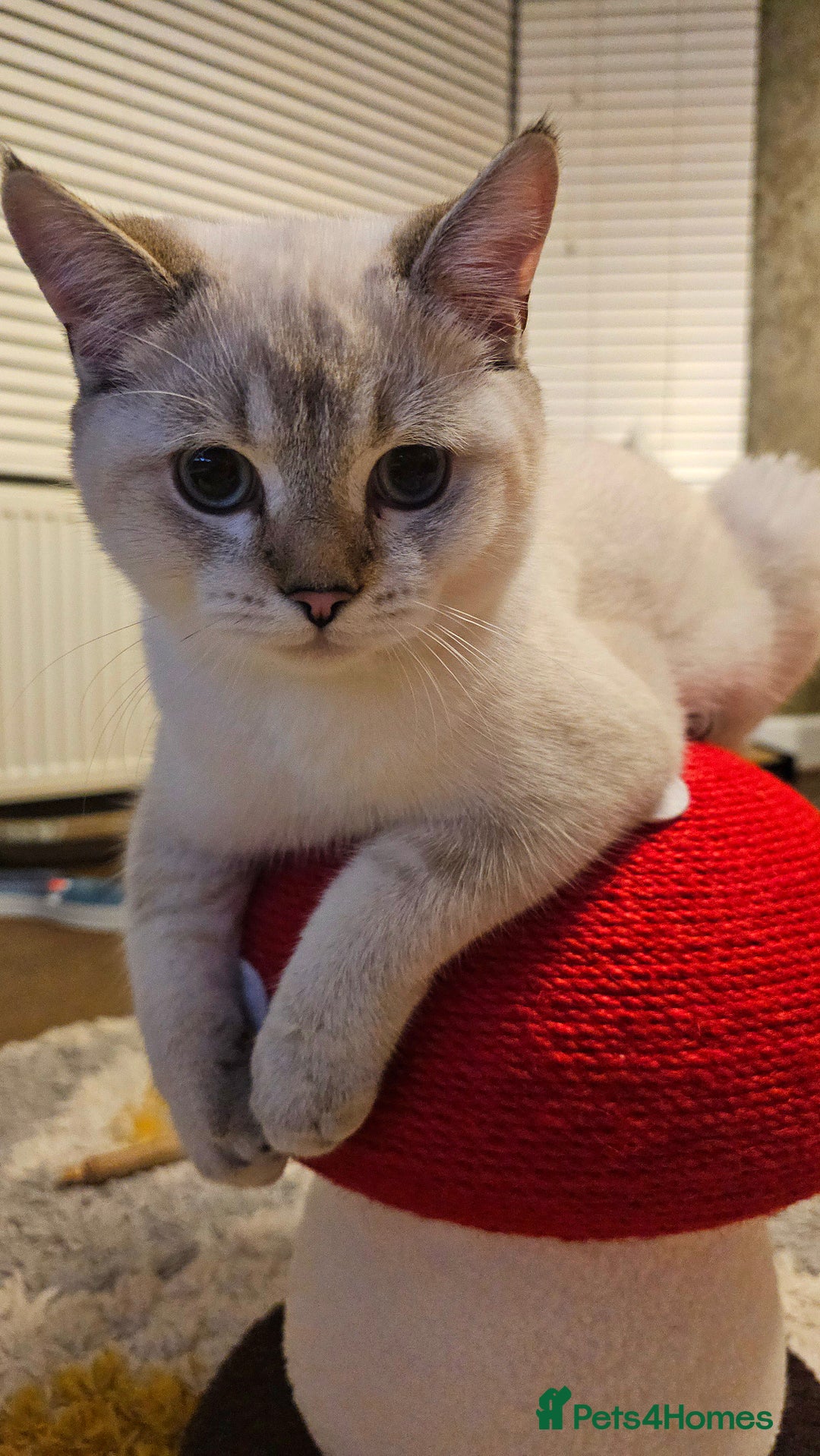 Scottish Fold cats for sale: 😻SF pedigree TICA 😸 BOTH for £1000😸 - Image 2
