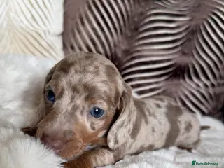 Dachshund dogs Kc registered miniature dachshund puppies - Advert 6