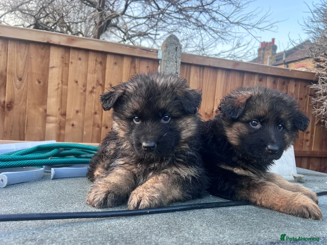 German Shepherd dogs for sale: German Shepherd puppies  - Advert 16