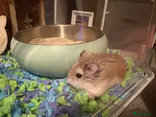 Hamster rodents Dwarf hamster in Troon - Advert 1