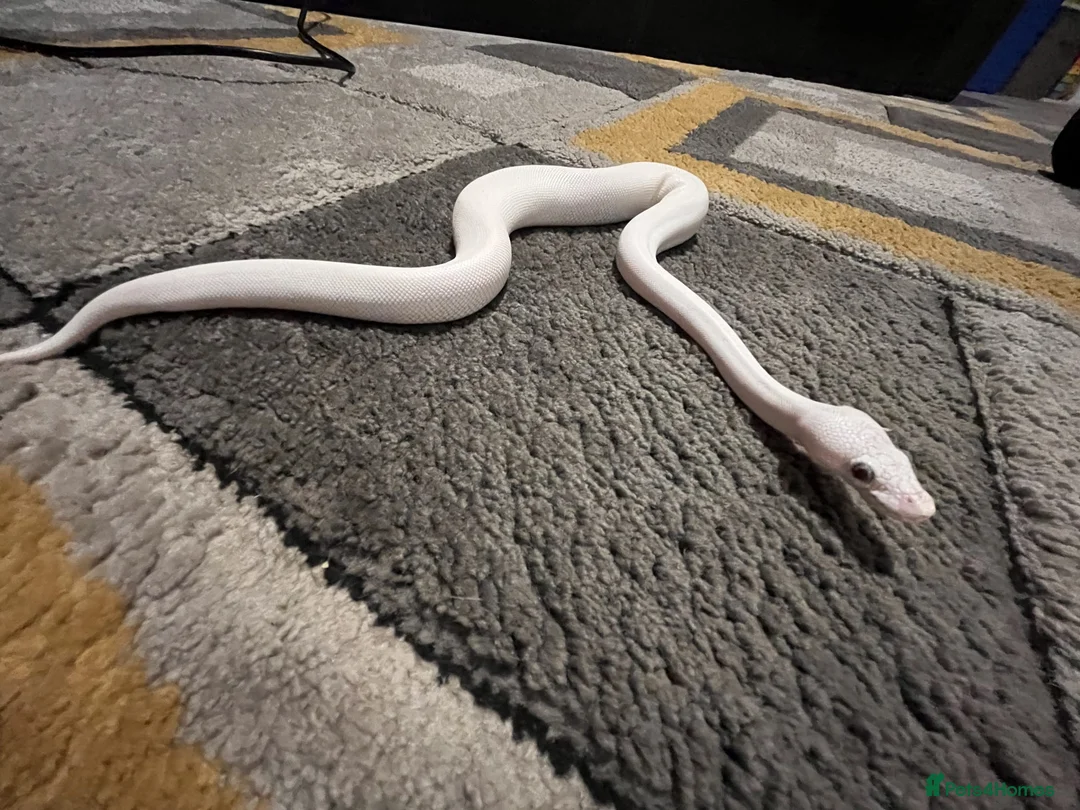 Snake reptiles for sale: Blue eyed lucy - Advert 6