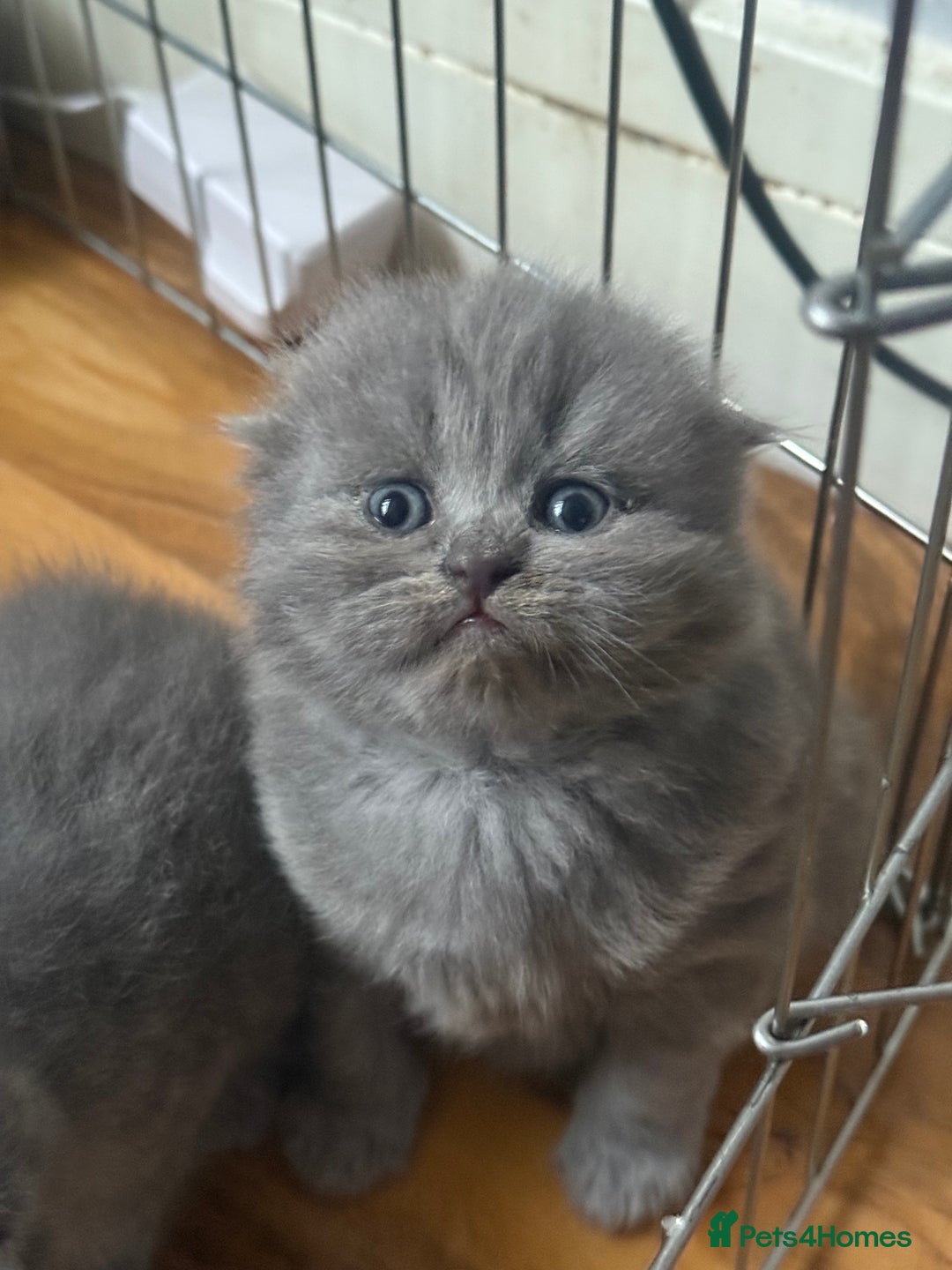 Scottish Fold cats for sale: Scottish fold kittens  - Advert 24