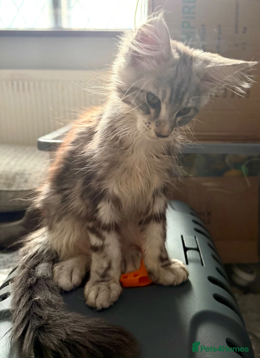 Maine Coon cats for sale: 2 lovely boys - Advert 3