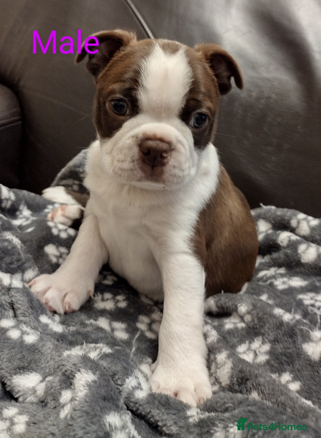 Boston Terrier dogs for sale: Three adorable KC Boston Terrier puppies - Image 5